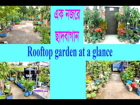 roof top planting