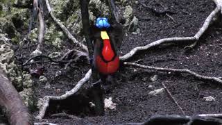preview picture of video 'Wilson's Bird of Paradise'