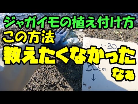 , title : '【ジャガイモの栽培方法②】仰天！『植えない植え付け』失敗ナシ毎年豊作ラクラク収穫【家庭菜園向け】証拠画像アリ'