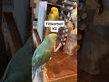 Beakers Favorite Word Talkingparrot Irn Talkingbirds Tinkerbell Parrot Kisses