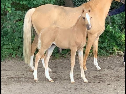 Ponyfohlen-Online-Auktion! DR SF v. PAV Timm Thaler - Danny Gold