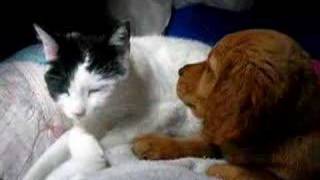 Puppy and Kitty Love Video