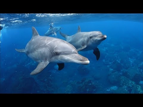 利島ドルフィンスイム 20190714AM