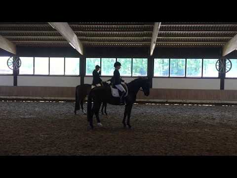 Soraya 4-jährige Stute von Sir Heinrich x Aquilino