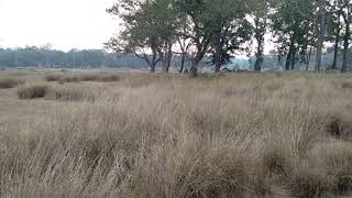 preview picture of video 'ARVIND GOP GUIDE kanha national park 8719067355(3)'
