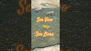 Ser Vivo, Ser Livre