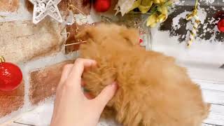 ハーフ犬の動画01