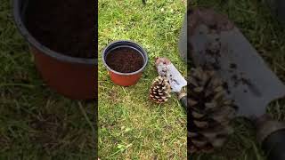 Growing a pine cone!