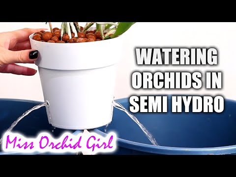 How to water Orchids in semi hydroponics + Detailed explanations
