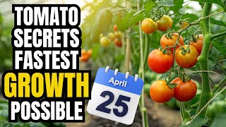 How To Get Tomatoes To Ripen As Soon As Possible | 5X PRODUCTION!!!