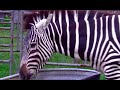 ANIMAL SOUNDS SONG Part 2 26 Real Animals BABIES TODDLERS PRESCHOOL K 3