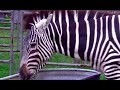 ANIMAL SOUNDS SONG Part 2 (26 Real Animals ...