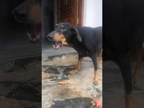 Doberman Dog loves to eat Watermelon