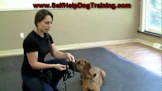 Dog Training with a Halti Collar - Intro (www.K9-1.com)