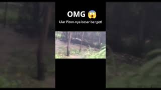 Download lagu Ular Piton sebesar batang pohon kelapa tertangkap kamera mp3