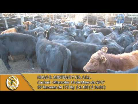 10-05-17 Venta de Hembras - Hugo R. Aristegui y Cia S.R.L. - Cacharì.
