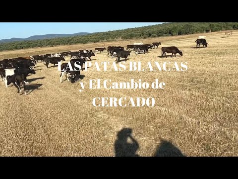 VICTORINO mueve LAS PATAS BLANCAS