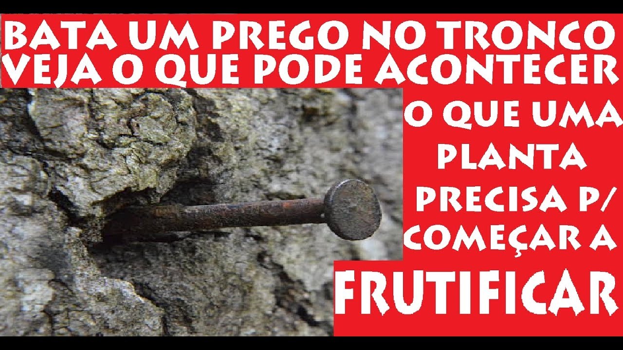 Bata um prego no tronco da sua árvore e veja o que pode acontecer!