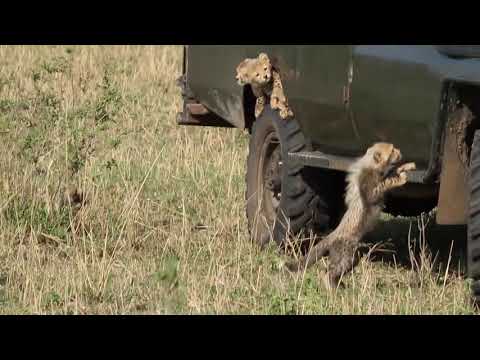Cheetah Cubs Climbing on Car