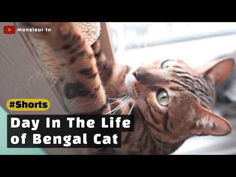 Day in the life of a Bengal Cat