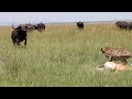 Unlucky cheetah barely gets to eat has to deal with buffalos and hyenas