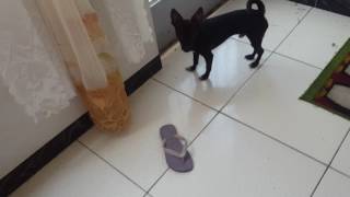 Los quiero |pereza de tristeza