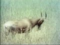 Classic Sesame Street Film Antelope Nods YES