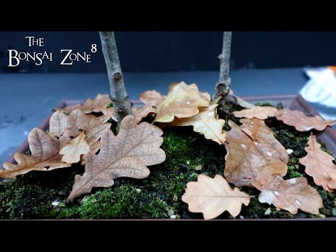 Pyrenean and Holm Oaks, The Bonsai Zone, Dec 2021