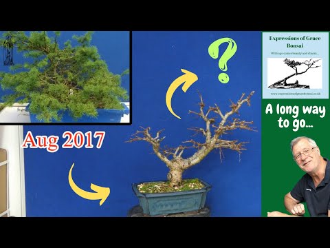 Can This Old Larch Become a Bonsai Masterpiece?