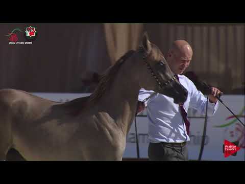 N 14 AL ARYAM ANOD   UAE Nationals 2019