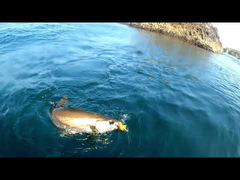 Pollock taking the lure underwater view