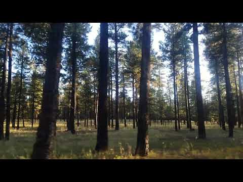 View of some healthy forests on the side road that goes into the CG and leads to the Kemez Falls TH