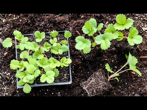 , title : 'Growing Strawberry plants- From Seed Sowing To Planting Them In The Garden-Vertical Planter'