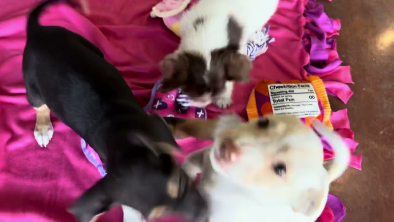 Enlarge Buttercup, an adoptable mixed breed in San Antonio, TX video 5/5