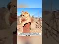 Emotional Moments When Animals Reunite With Their Humans