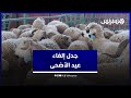 جدل إلغاء عيد الاضحى.. آراء مواطنين في المقترح والسكنفل يجيب: الحك