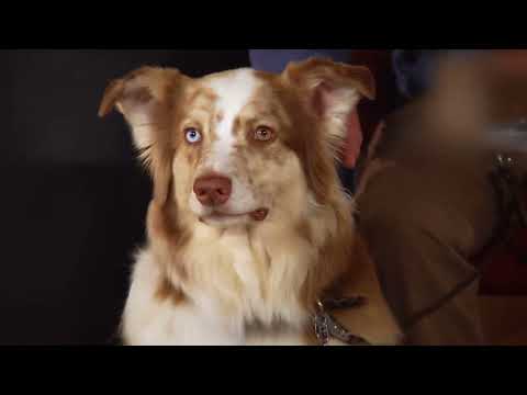 3rd YouTube video about how long can vetsulin be unrefrigerated