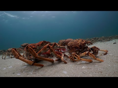 Spider Crabs Moulting on mass.
