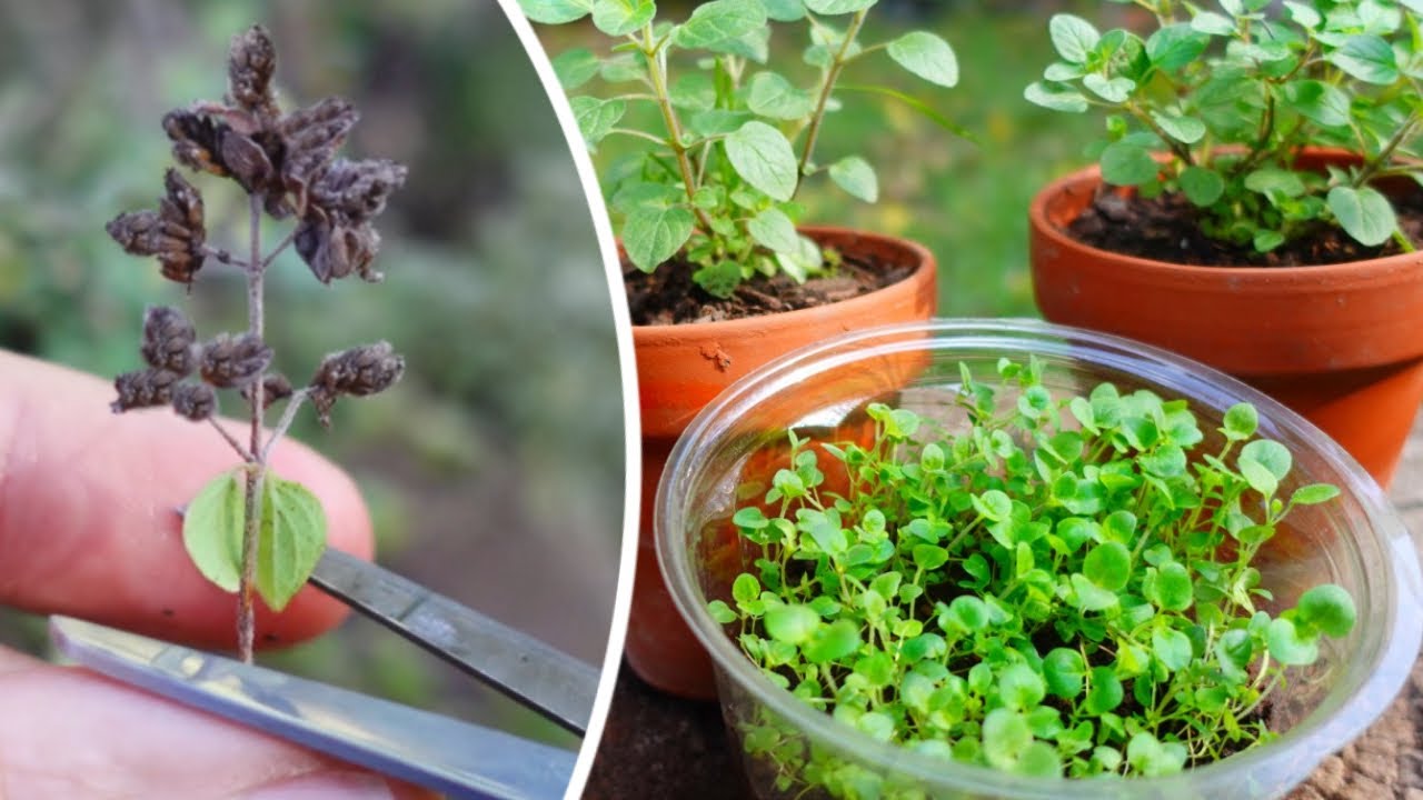 Cómo Cultivar Orégano en Casa: Guía Completa para una Abundante Cosecha
