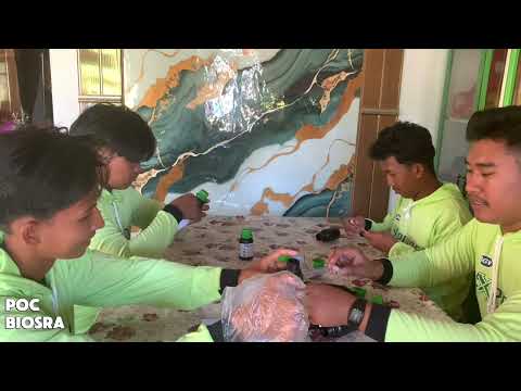 Pemanfaatan POC BIOSRA keong mas