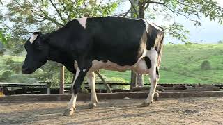Vídeo 39 - 1º LEILÃO ANUAL SITIO TIMOTEO | VACAS 3/4 E 7/8