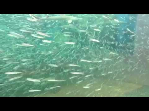 会計学科 水族館 木村勝則滋賀県高島市！