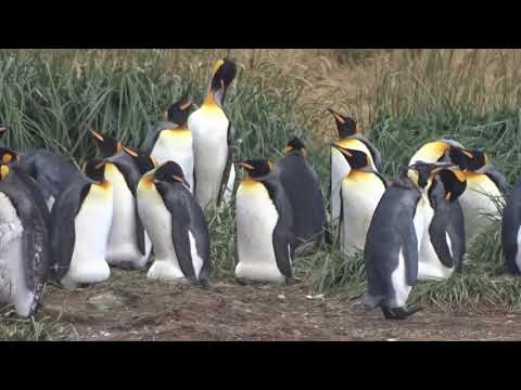 King Penguin Colony of Tierra del Fuego