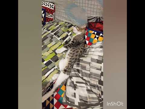 MY KITTIES 😻😻😻 MASHAALLAH ❤️❤️❤️