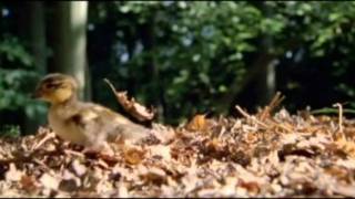 Marcela gandara valiente y esforzada