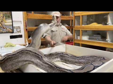 Grumpiest Snake EVER 😱🐍 (Snake Bite)