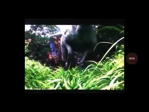 Toon Age Dawn Of The Animals(5)