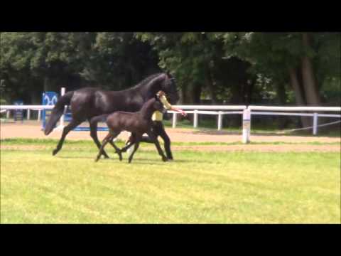 Scuderia Royal v. Scuderia - Dressage Royal