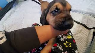 Video preview image #2 Bloodhound Puppy For Sale in CUMBY, TX, USA