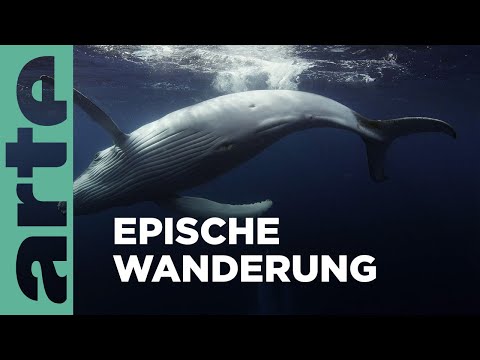 Die Reise der Buckelwale | ARTE Family